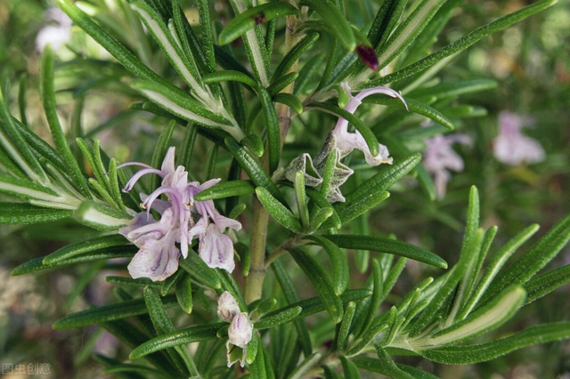 迷迭香的种植方法？学会扦插，一盆变多盆