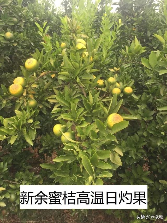 炎热的夏季如何防范柑橘高温热害的影响？加强柑橘园4个管理