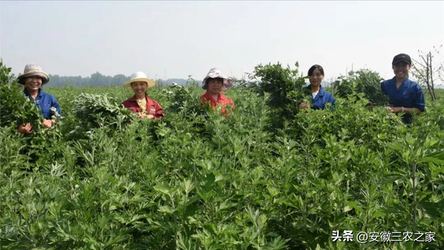 种植100亩艾草，需要投资多少本钱，现实收益和理论收益差距大吗