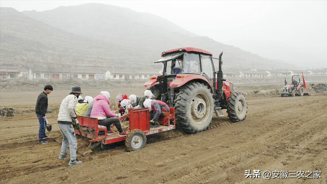 种植50亩黄芪和白术，哪个效益更高，投资成本如何，你会怎么选择