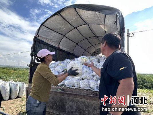 张家口沽源：秋日丰收季 致富好“丰”景