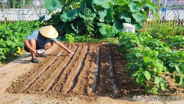 萝卜的种植很简单