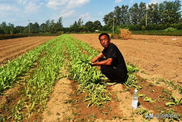 农村低调的“懒人菜”，种植成本低，加工后能吃一冬天