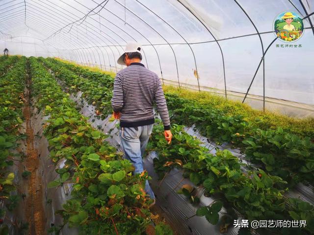 夏季草莓，为高山农业带来新契机