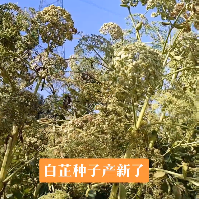 白芷种植