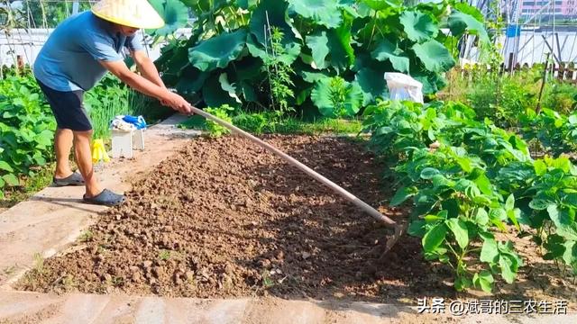 萝卜的种植很简单