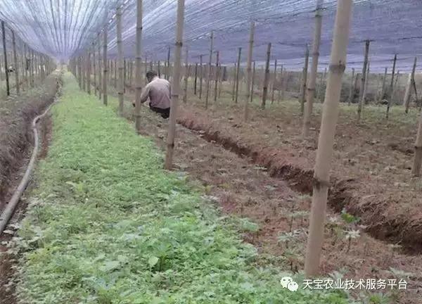 超实用！三七种植技巧详解！