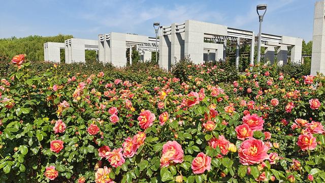 以为春天已经过去，其实她藏在了这儿——石家庄植物园月季芍药缤纷绽放