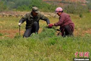 中草药种植(河北临城：中草药种植为农民“种”出致富“良方”)