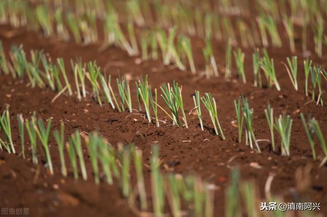 种植韭黄需要什么生长条件？掌握这5种方法，老菜农也会很羡慕你