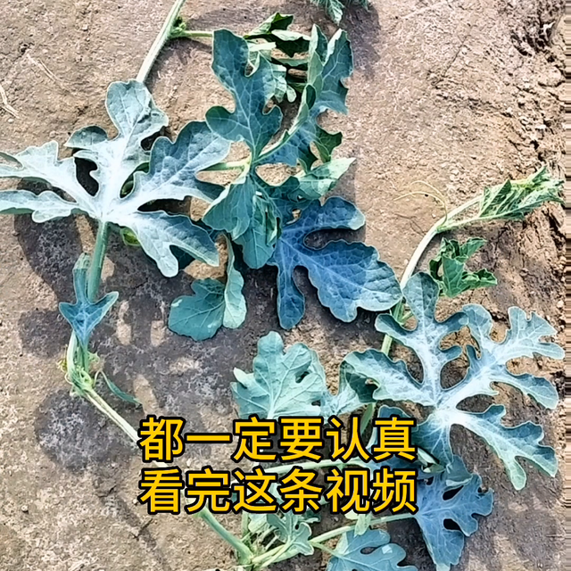 种西瓜不能偷懒，一懒就减产，西瓜病害防治#西瓜病害防治