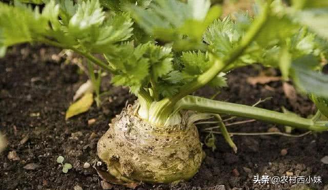 高产根芹要如何去种植