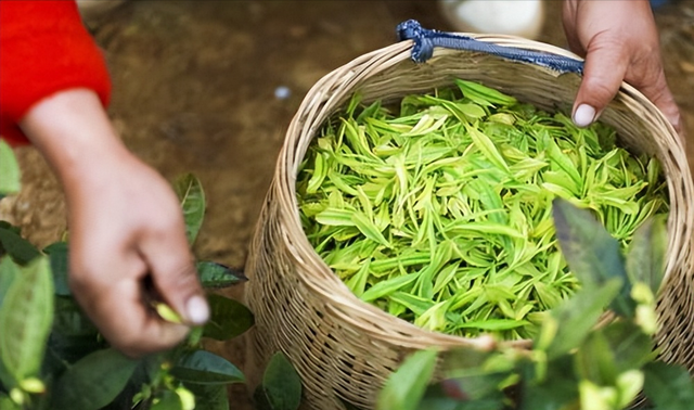 种植绿茶要注意这几点，栽培时不仅要注意品种筛选，还要掌握技巧