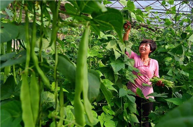 玉豆栽培技术，科学措施很重要，几个问题要上心