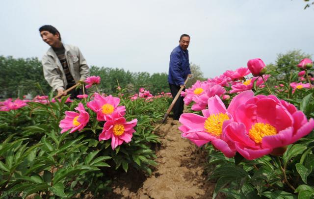 芍药根块种植方法