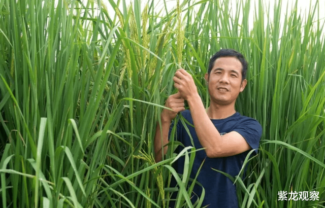 袁老的禾下乘凉梦实现了，中国成功试种巨型水稻，高度足足有2米