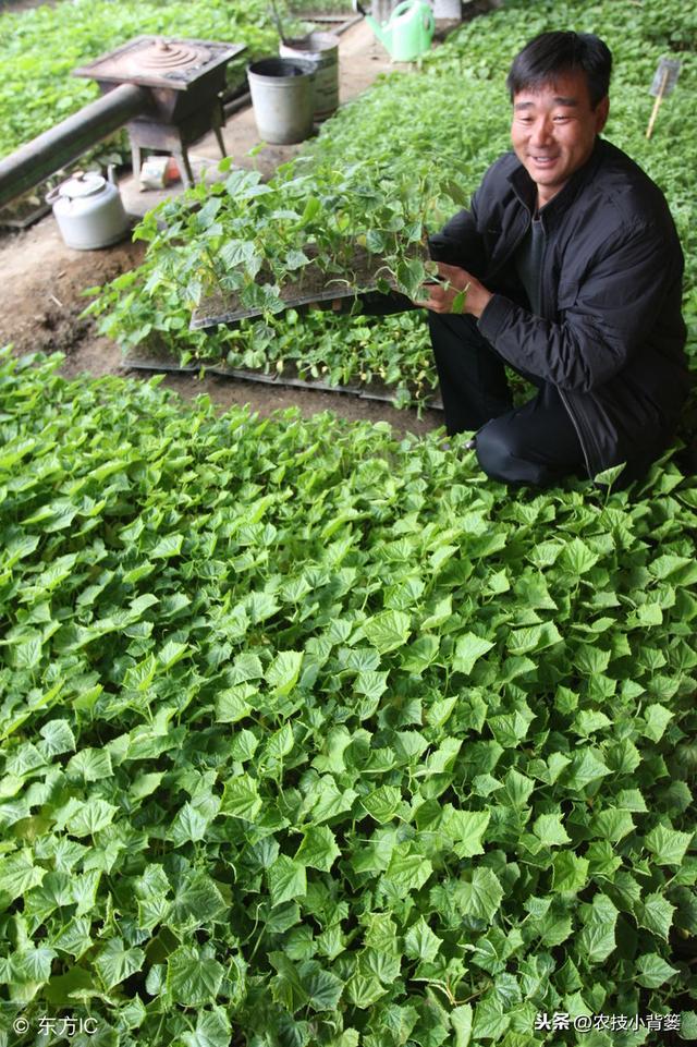 蔬菜定植前巧炼苗，移栽后缓苗快、苗势壮、成活率高！