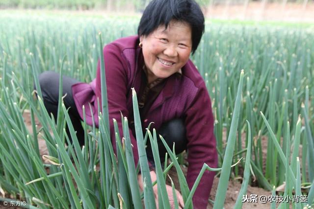 蔬菜定植前巧炼苗，移栽后缓苗快、苗势壮、成活率高！