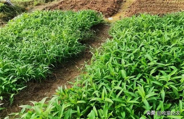 空心菜种植，种植的技术，空心菜栽培管理研究