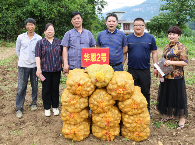 恩施州：早熟马铃薯试种成功 6个增产品种值得大面积推广