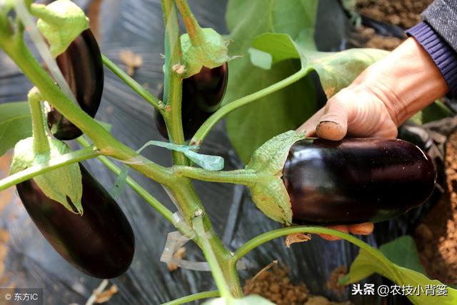 蔬菜定植前巧炼苗，移栽后缓苗快、苗势壮、成活率高！