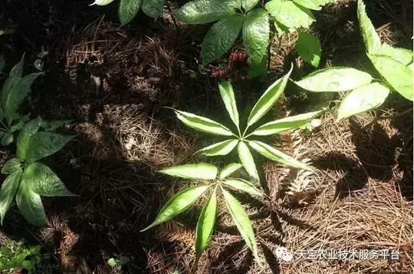 超实用！三七种植技巧详解！