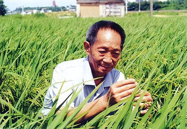 盐碱地产出的海水稻，口感难吃却越种越多，国家为何要大量种植？