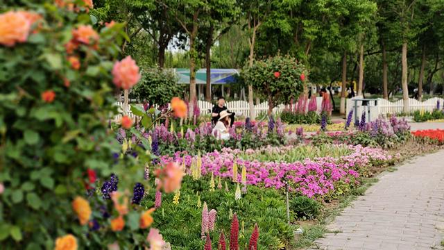 以为春天已经过去，其实她藏在了这儿——石家庄植物园月季芍药缤纷绽放