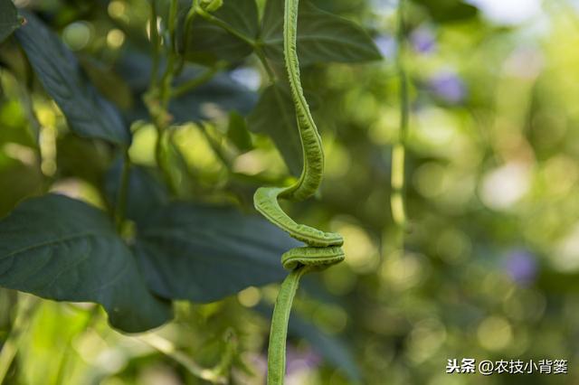 春季种植豆角做到这五点，苗株健壮、开花结荚多，持续采摘能高产