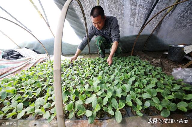 蔬菜定植前巧炼苗，移栽后缓苗快、苗势壮、成活率高！