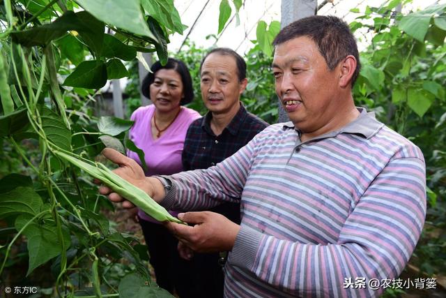 蔬菜定植前巧炼苗，移栽后缓苗快、苗势壮、成活率高！