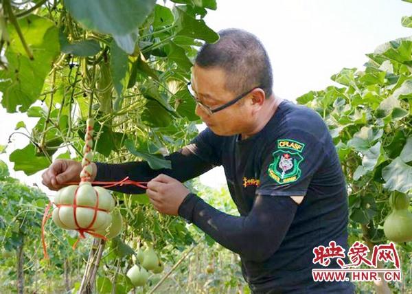 宝丰县闹店镇：葫芦种植助力脱贫