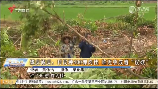 广东德庆村民农田种植7年400棵肉桂被清理铲除，主任称是误砍