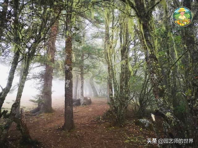 夏季草莓，为高山农业带来新契机