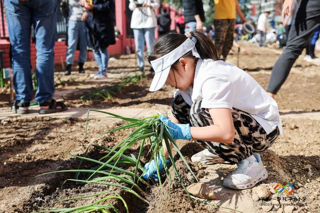 校园里开辟出“三分地”，80组认领家庭体验种植快乐