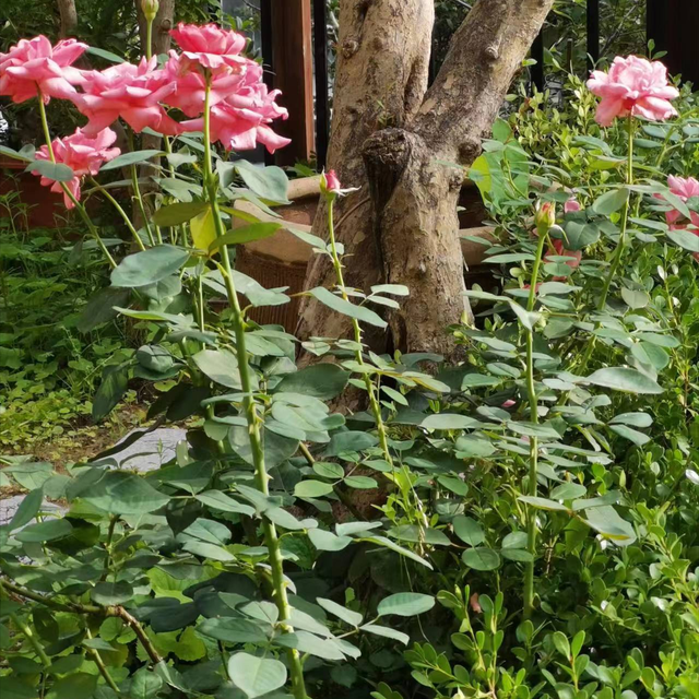 花卉长寿法宝：延长花卉的生命周期的技巧！