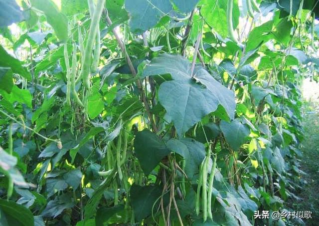 四季豆四季都可种植吗？它种植的条件是什么，怎样种植才能丰收？