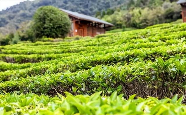 种植绿茶要注意这几点，栽培时不仅要注意品种筛选，还要掌握技巧