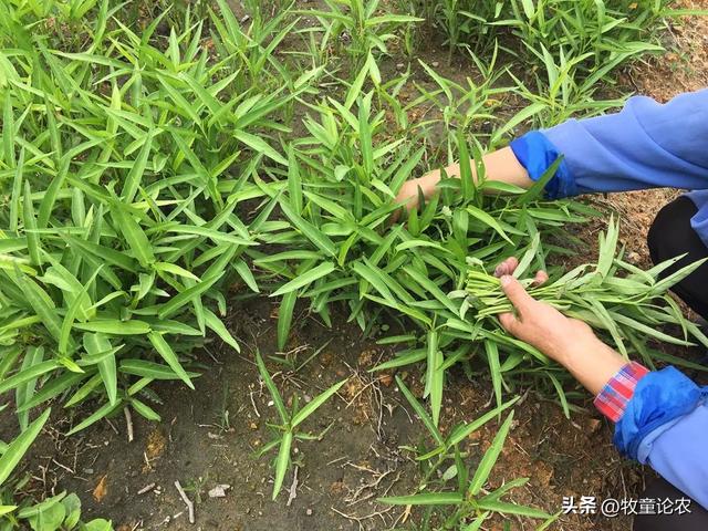 空心菜种植，种植的技术，空心菜栽培管理研究