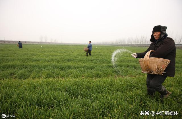 农家鹰嘴豆高产用土办法、鹰嘴豆能结一堆、方法简单不用花一分钱