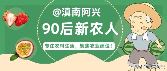 种植韭黄需要什么生长条件？掌握这5种方法，老菜农也会很羡慕你