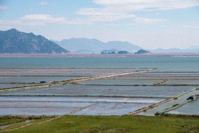 盐碱地产出的海水稻，口感难吃却越种越多，国家为何要大量种植？