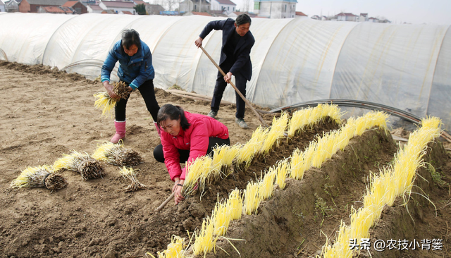 韭黄是怎么种植出来的？韭黄有哪些种植技巧和管理技术要点？