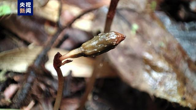 时隔10年 广西大明山再次发现特有物种大明山天麻