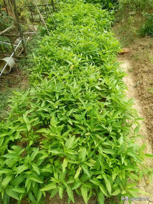 空心菜种植，种植的技术，空心菜栽培管理研究