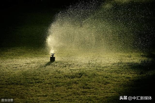 农家鹰嘴豆高产用土办法、鹰嘴豆能结一堆、方法简单不用花一分钱