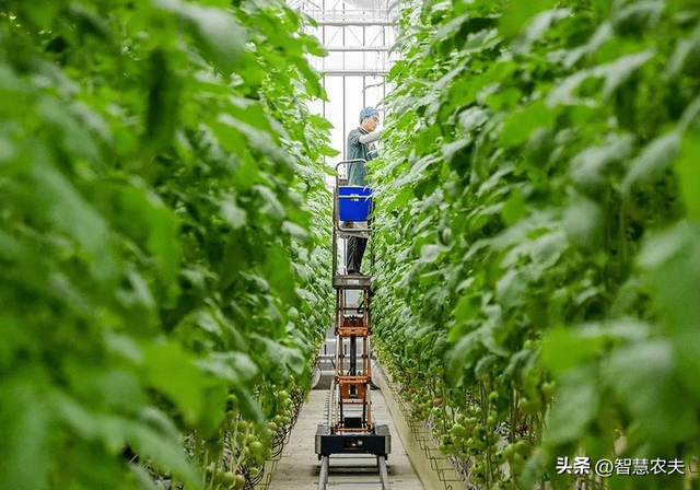 台湾温室大棚种植产业发展的如何？