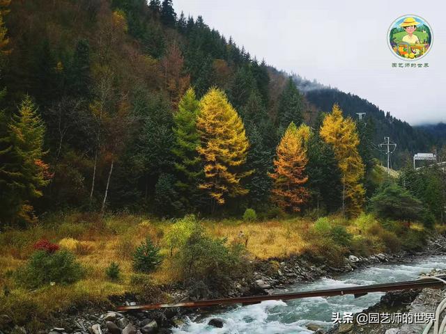 夏季草莓，为高山农业带来新契机