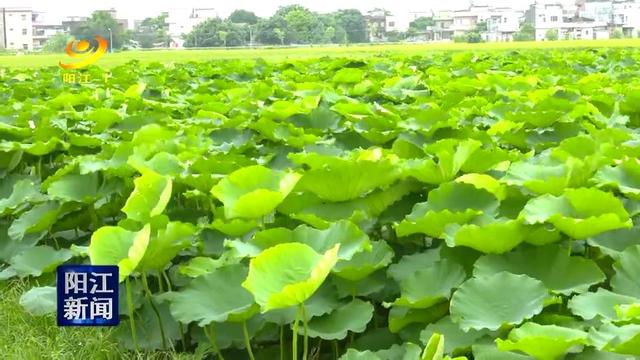 平冈周村发展莲藕种植助农户增收