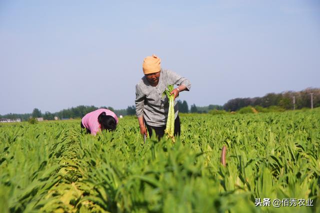 农村低调的“懒人菜”，种植成本低，加工后能吃一冬天